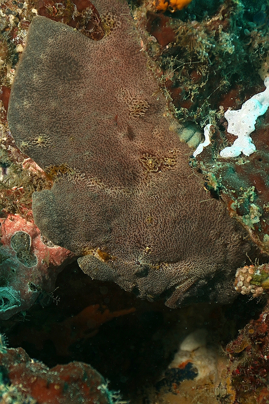 Sipadan_2015_Poisson grenouille_Antennaire geant_Antennarius commerson_IMG_2517_rc.jpg